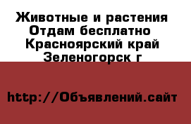 Животные и растения Отдам бесплатно. Красноярский край,Зеленогорск г.